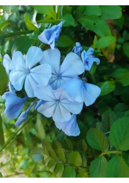 Mavi Yasemin Çiçeği Fidanı 4 Adet Saksılı 50 - 70 cm Bahçe Bitkisi (Blue Jamine - Plumbago)