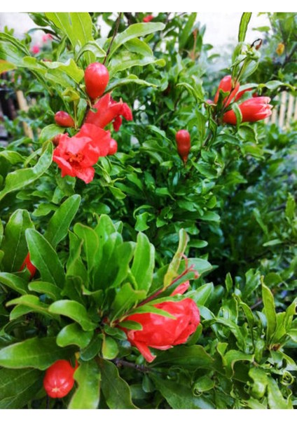 Bodur Süs Narı Çiçeği Fidanı 1 Adet Saksılı - Tüplü 30 - 60 cm Bahçe Bitkisi (Dwarf Pomegranate)