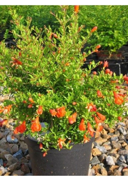 Bodur Süs Narı Çiçeği Fidanı 1 Adet Saksılı - Tüplü 30 - 60 cm Bahçe Bitkisi (Dwarf Pomegranate)