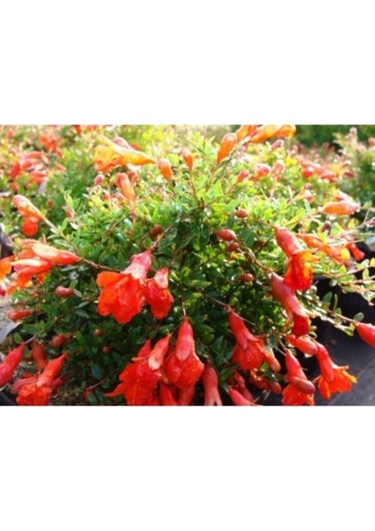Bodur Süs Narı Çiçeği Fidanı 1 Adet Saksılı - Tüplü 30 - 60 cm Bahçe Bitkisi (Dwarf Pomegranate)
