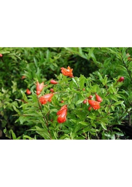 Bodur Süs Narı Çiçeği Fidanı 1 Adet Saksılı - Tüplü 30 - 60 cm Bahçe Bitkisi (Dwarf Pomegranate)