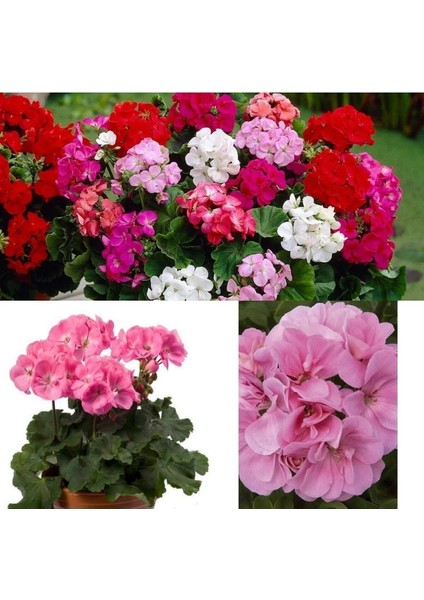Açık Pembe Sardunya Çiçeği 30 - 40 cm Saksılı Çiçekli Bodur Bitkiler Geranium