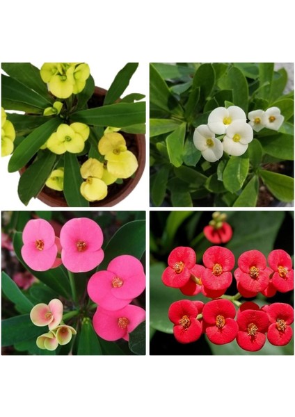 Videolu 4'lü Dikenler Tacı Çiçeği Sarı Kırmızı Pembe BEYAZ10-15 cm Tüplü Çiçekli Euphorbia Milii