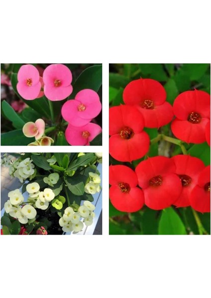 Videolu 4'lü Dikenler Tacı Çiçeği Sarı Kırmızı Pembe BEYAZ10-15 cm Tüplü Çiçekli Euphorbia Milii