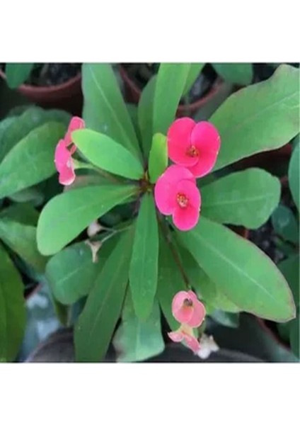 Videolu 4'lü Dikenler Tacı Çiçeği Sarı Kırmızı Pembe BEYAZ10-15 cm Tüplü Çiçekli Euphorbia Milii