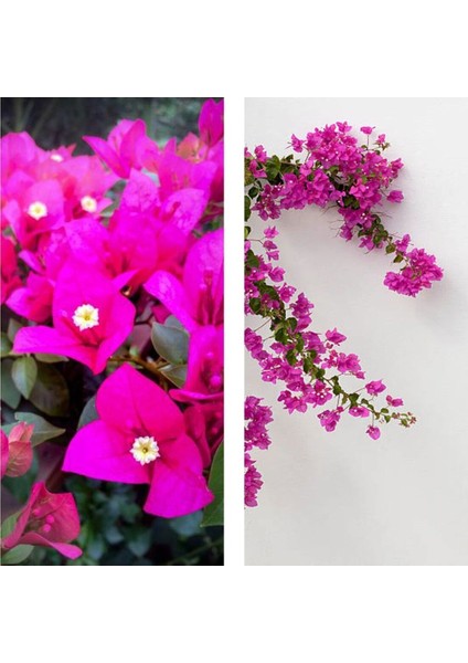 Videolu 2'li Tatlı Pembe Begonvil Çiçeği Fidesi 25-35 cm Tüplü Çiçekli Bodur Bitkiler Bougainvillea