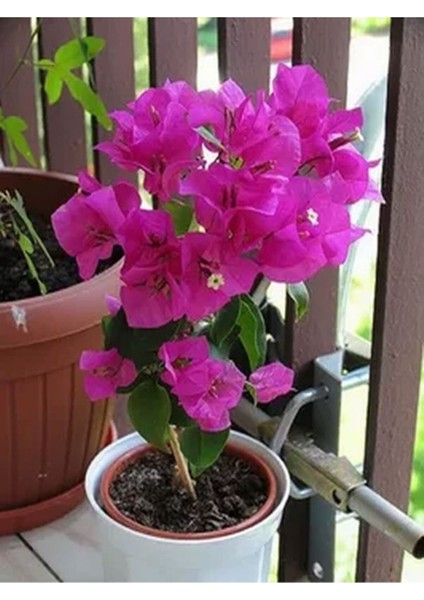 Videolu 2'li Tatlı Pembe Begonvil Çiçeği Fidesi 25-35 cm Tüplü Çiçekli Bodur Bitkiler Bougainvillea fiyatları