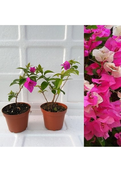 Videolu 2'li Tatlı Pembe Begonvil Çiçeği Fidesi 25-35 cm Tüplü Çiçekli Bodur Bitkiler Bougainvillea modelleri