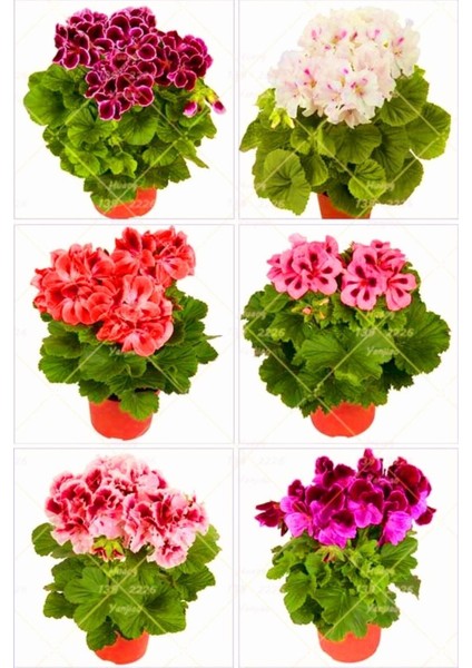 Videolu 2'li Karışık Renk Özel Sardunya Fidesi 10-20 cm Tüplü Çiçekli Bodur Bitkiler Geranium