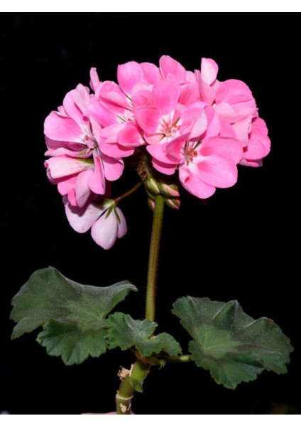 Videolu 2'li Karışık Renk Özel Sardunya Fidesi 10-20 cm Tüplü Çiçekli Bodur Bitkiler Geranium