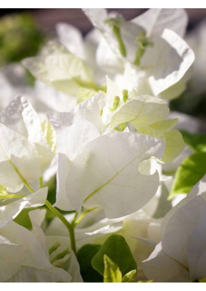 Videolu Beyaz Renk Begonvil Çiçeği (10 15 cm) Tüplü Çiçekli Bodur Bitkiler "whıte Bougainvillea" fiyatları