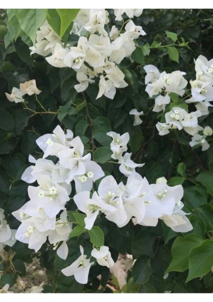 Videolu Beyaz Renk Begonvil Çiçeği (10 15 cm) Tüplü Çiçekli Bodur Bitkiler "whıte Bougainvillea" modelleri
