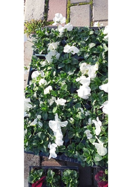 Videolu 25'li (5'er Adet) Hercai Menekşe Çiçeği 5-10 cm Tüplü Çiçekli Bodur Bitkiler (Saintpaulia) fırsatları