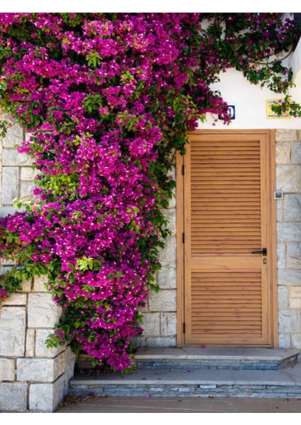 Videolu Pembe Begonvil Çiçeği (30 60 cm)1 Adet Saksılı/ Tüplü Bahçe Bitkisi Bougainvillea