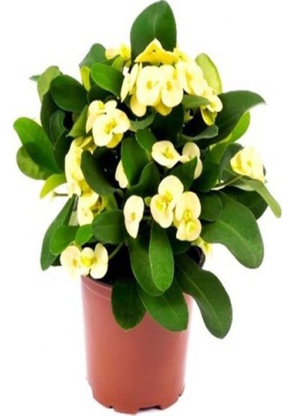 Videolu Sarı Dikenler Tacı Çiçeği 10-20 cm Tüplü Çiçekli Bodur Bitkiler Yellow Euphorbia Milli