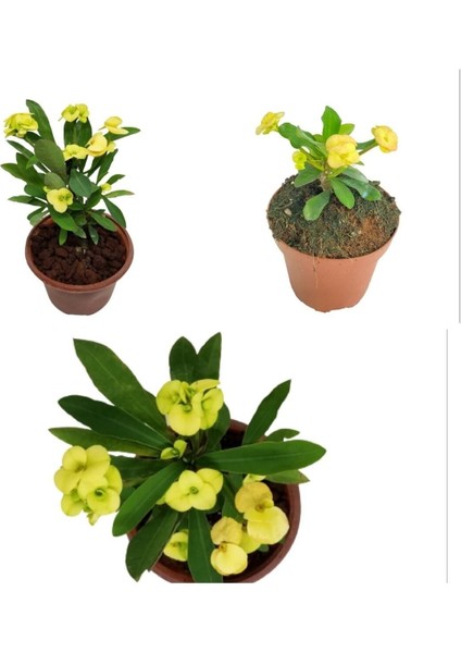 Videolu Sarı Dikenler Tacı Çiçeği 10-20 cm Tüplü Çiçekli Bodur Bitkiler Yellow Euphorbia Milli