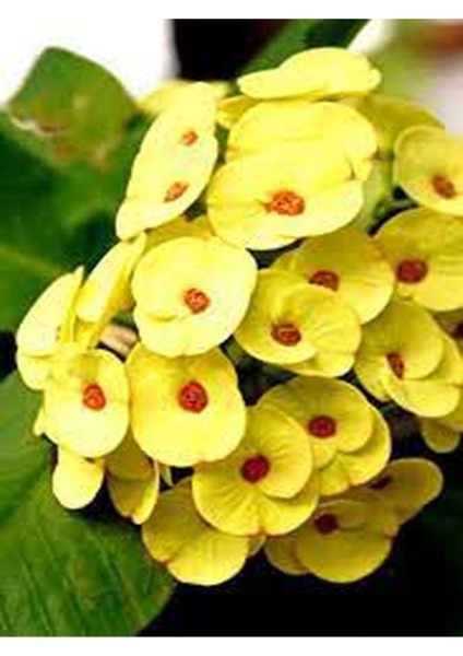 Videolu Sarı Dikenler Tacı Çiçeği 10-20 cm Tüplü Çiçekli Bodur Bitkiler Yellow Euphorbia Milli