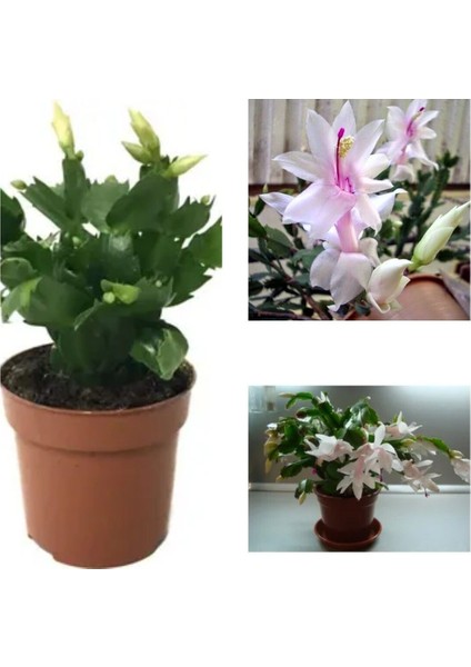 Videolu 1 Adet Beyaz Yılbaşı Çiçeği 20-30 cm Saksılı Çiçekli Bodur Bitkiler Zygocactus