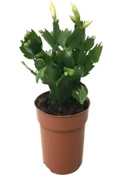 Videolu 1 Adet Beyaz Yılbaşı Çiçeği 20-30 cm Saksılı Çiçekli Bodur Bitkiler Zygocactus