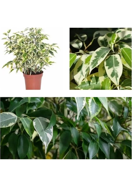 Videolu 1 Adet Alacalı Benjamin Çiçeği 50-60 cm Saksılı Çiçekli Bodur Bitkiler Ficus Benjamina