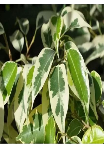 Videolu 1 Adet Alacalı Benjamin Çiçeği 50-60 cm Saksılı Çiçekli Bodur Bitkiler Ficus Benjamina modelleri