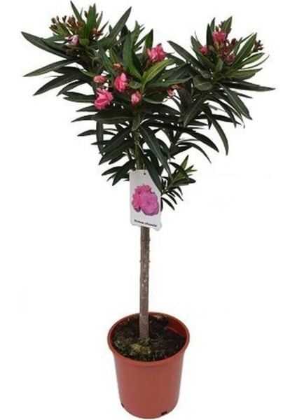 Videolu 1 Adet Pembe Renk Zakkum Çiçeği Fidanı 40-60 cm Saksılı Çiçekli Bodur Bitkiler Oleander