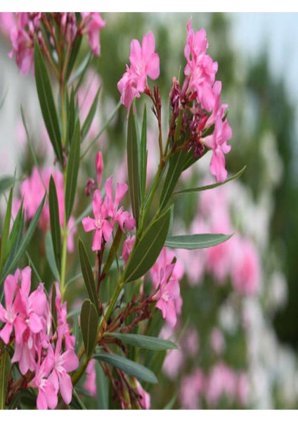 Videolu 1 Adet Pembe Renk Zakkum Çiçeği Fidanı 40-60 cm Saksılı Çiçekli Bodur Bitkiler Oleander