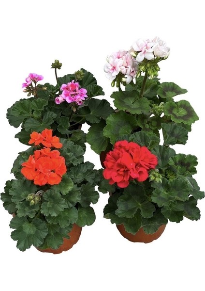 Videolu 4'lü Set Karışık Renk Sardunya Çiçeği 20-30 cm Saksılı Çiçekli Bodur Bitkiler Geranium