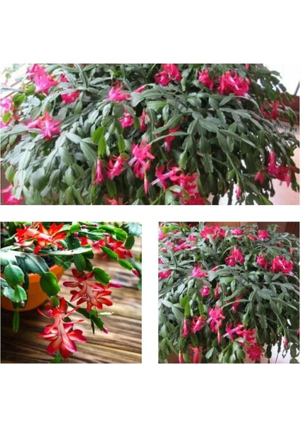 Videolu 1 Adet Kırmızı Renk Yılbaşı Çiçeği 20-30 cm Saksılı Çiçekli Bodur Schlumbergera Truncata