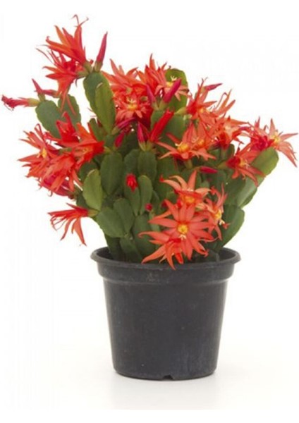 Videolu 1 Adet Kırmızı Renk Yılbaşı Çiçeği 20-30 cm Saksılı Çiçekli Bodur Schlumbergera Truncata