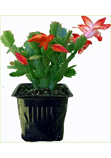 Videolu 1 Adet Kırmızı Renk Yılbaşı Çiçeği 20-30 cm Saksılı Çiçekli Bodur Schlumbergera Truncata