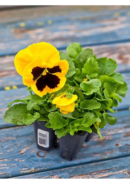 Videolu Sarı Hercai Çiçeği (5 15 cm)10 Adet Çiçekli Bahçe Bitkisi Viola Tricolor Var. Hortensis