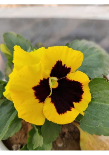 Videolu Sarı Hercai Çiçeği (5 15 cm)10 Adet Çiçekli Bahçe Bitkisi Viola Tricolor Var. Hortensis