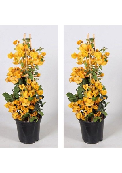 Videolu 2 Adet Sarı Renk Begonvil Çiçeği 30-40 cm Saksılı Çiçekli Bodur Bitkiler "bougainvillea"