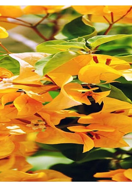 Videolu 2 Adet Sarı Renk Begonvil Çiçeği 30-40 cm Saksılı Çiçekli Bodur Bitkiler "bougainvillea"