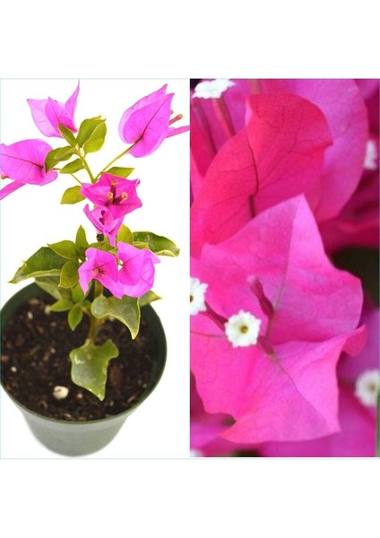 Videolu 1 Adet Pembe Renk Begonvil Çiçeği (10 15 cm) Saksılı Çiçekli Bodur Bitkiler Bougainvillea