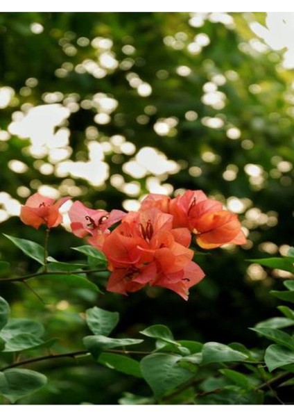 Videolu 1 Adet Turuncu Renk Begonvil Çiçeği (10 15 cm) Saksılı Çiçekli Bodur Bitkiler Bougainvillea