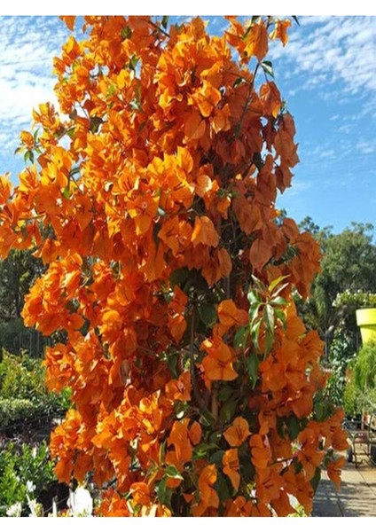 Videolu 1 Adet Turuncu Renk Begonvil Çiçeği (10 15 cm) Saksılı Çiçekli Bodur Bitkiler Bougainvillea