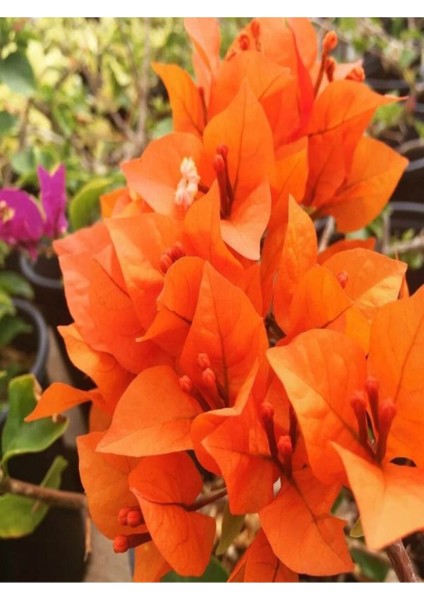 Videolu 1 Adet Turuncu Renk Begonvil Çiçeği (10 15 cm) Saksılı Çiçekli Bodur Bitkiler Bougainvillea