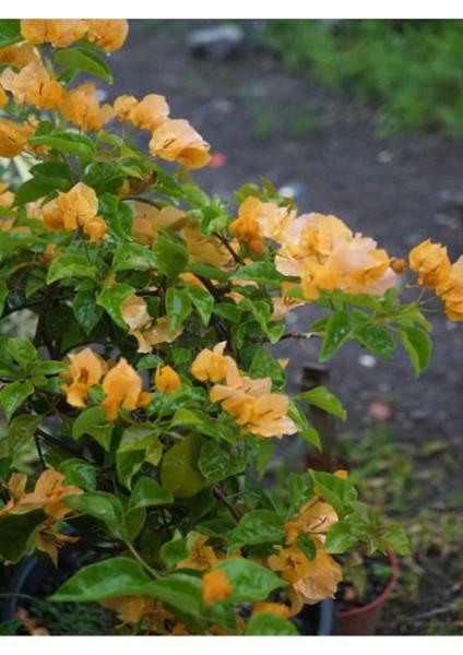 Videolu 1 Adet Turuncu Renk Begonvil Çiçeği (10 15 cm) Saksılı Çiçekli Bodur Bitkiler Bougainvillea