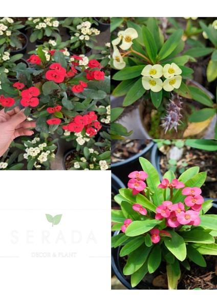 Videolu 3'lü(Sarı Kırmızı Pembe) Dikenler Tacı 10-15 cm Saksılı Çiçekli Bodur Bitki Euphorbia Milii