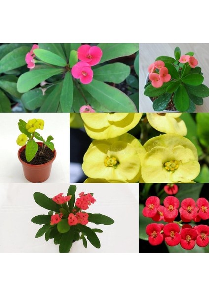 Videolu 3'lü(Sarı Kırmızı Pembe) Dikenler Tacı 10-15 cm Saksılı Çiçekli Bodur Bitki Euphorbia Milii indirimleri