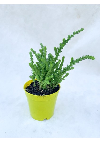 Videolu 1 Adet Harika Prenses Çamı Çiçeği 10-20 cm Tüplü Çiçekli Bodur Bitkiler Crassula Muscosa