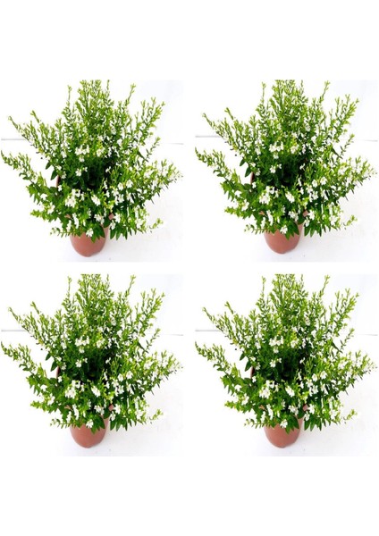 Videolu 4'lü Beyaz Küfeya Çiçeği Fidanı 20-30 cm Tüplü Çiçekli Bitkiler Periwinkle