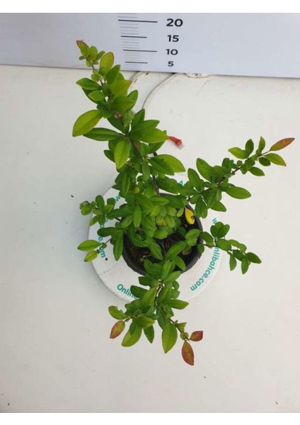 Videolu Kırmızı Bahar Dalı (40 60 cm) 1 Adet Saksılı Çiçekli Dış Mekan Bitkisi Chaenomeles Japonica fırsatları