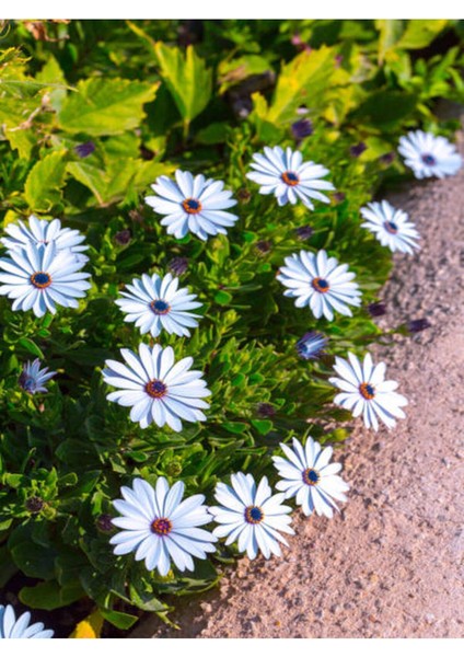 Videolu Beyaz Bodrum Papatyası (30 50 cm)1 Adet Saksılı Osteospermum Fruticosum modelleri