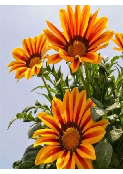 Videolu Turuncu Gazanya (5 15 cm)10 Adet Saksılı/ Tüplü Çiçekli Bodur Bitki Gazania