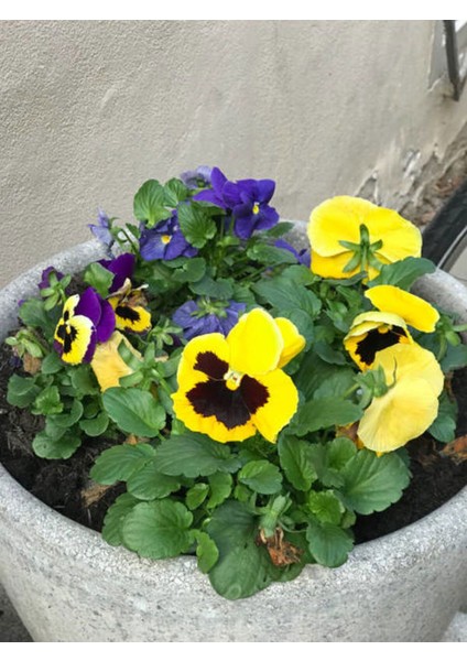 Videolu Sarı Hercai Çiçeği (5 15 cm)10 Adet Çiçekli Bahçe Bitkisi Viola Tricolor Var. Hortensis