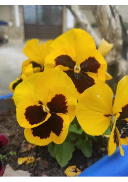 Videolu Sarı Hercai Çiçeği (5 15 cm)10 Adet Çiçekli Bahçe Bitkisi Viola Tricolor Var. Hortensis