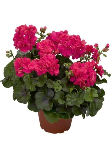 Videolu 3'lü Karışık Renk Sakız Sardunya Çiçeği 20-30 cm Tüplü Çiçekli Bodur Bitkiler Geranium